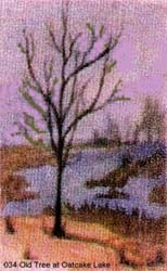 193_Old_Tree_at_Oat_Cake_Lake