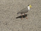 IMG_0057  Plover.JPG