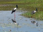 IMG_0116 Jabiru pair.JPG