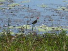 IMG_0120 Azure kingfisher.JPG