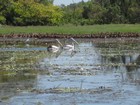 IMG_0122 Pelican pair.JPG