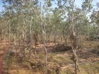 IMG_0215  Grass on tree from wet season.JPG