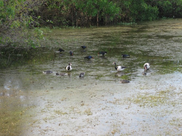 n_img_0371__magpie_geese_in_mamukala_billibong.jpg