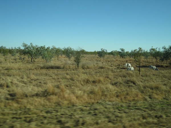 n_img_0457_tick_resistant_brahman_cattle.jpg