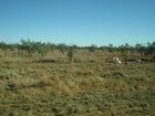 IMG_0457 Tick resistant Brahman cattle.JPG