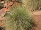 IMG_0607 Spinifex is the most common plant.JPG