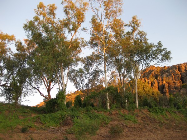 n_img_1112__red_river_gums.jpg