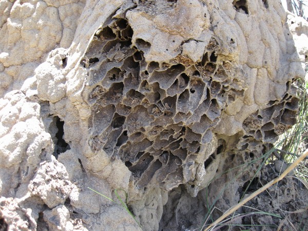 n_img_1172__inside_a_termite_mound.jpg