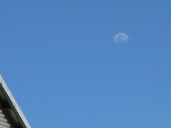 n_img_1270__australian_flat_bottomed_moon.jpg