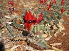 IMG_1015 Desert pea in Halls Creek.JPG