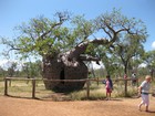 IMG_1168  The Prison Tree, just south of Derby.JPG