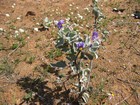 IMG_2067  Purple bush tomatoes.JPG