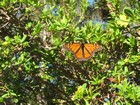 IMG_3254  Monarch butterfly in Yanchep National Park.JPG