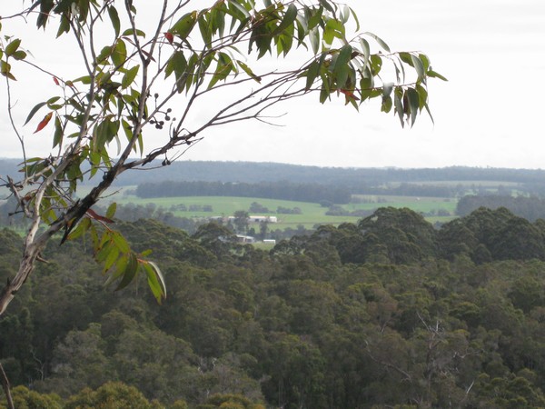 n_img_3632__another_view_from_the_gloucester_tree.jpg