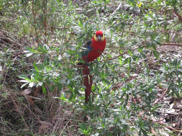 n_img_3639__redcapped_parrot.jpg