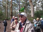 IMG_3638  Western ring-necked parrot.JPG