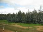 IMG_3658  Bluegum plantation.JPG