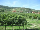 IMG_2620 Vineyards.JPG