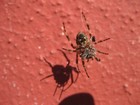 IMG_4196 A Swiss spider.JPG