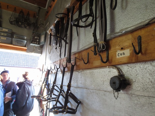 n_img_2789_bridles.jpg