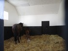 IMG_2791  Timi and her new foal.JPG