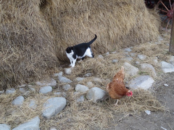 n_img_3082__farm_cats_have_never_changed.jpg