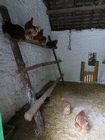 IMG_3080  A classic hen house.JPG