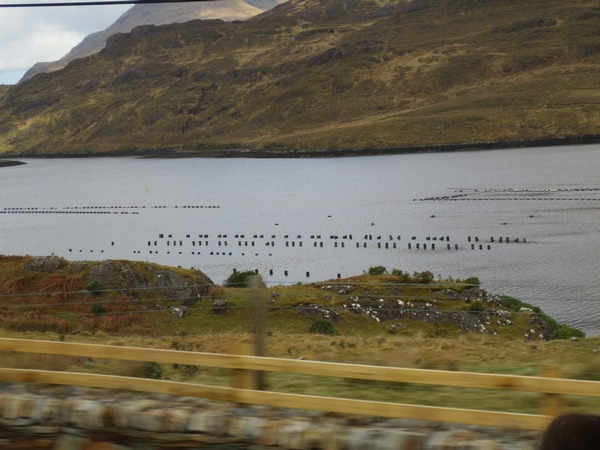 n_img_3634__killary_fjord_fish_farms.jpg