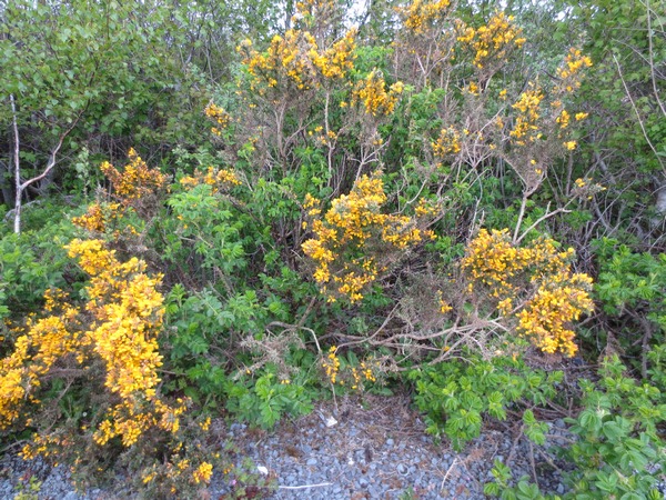 n_img_3700__gorse_up_close.jpg