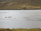 IMG_3633  Killary Fjord fish farms.JPG