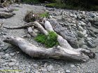 2007_03_28__2116_haast_r__driftwood.jpg