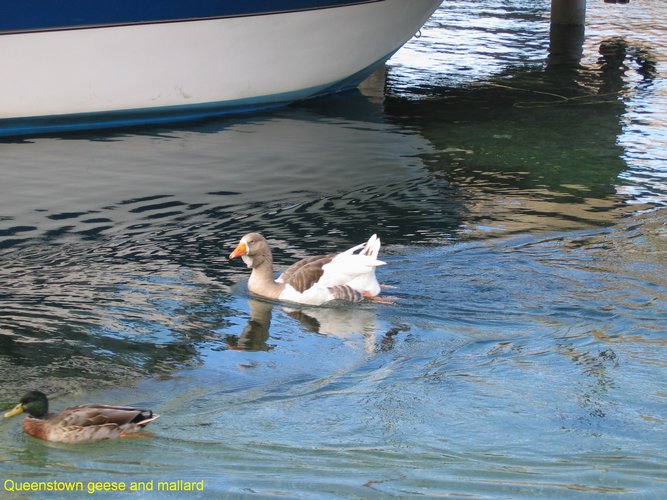 2007_03_29__2172_queenstown_goose_and_mallard.jpg