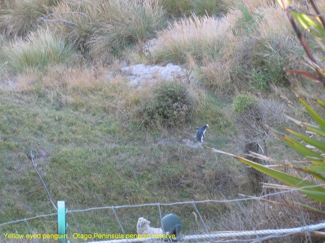 2007_03_31__2285__clearest_yellow_eyed_penguin.jpg