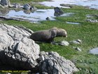 2007_04_03__2345_goose_bay___seal.jpg