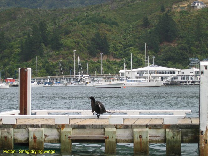 2007_04_04__2367__picton___shag_drying_wings.jpg