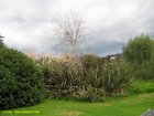 2007_04_07__2431_huntly___nz_flax.jpg