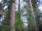 2007_04_09__2481puketi_kauri_forest.jpg