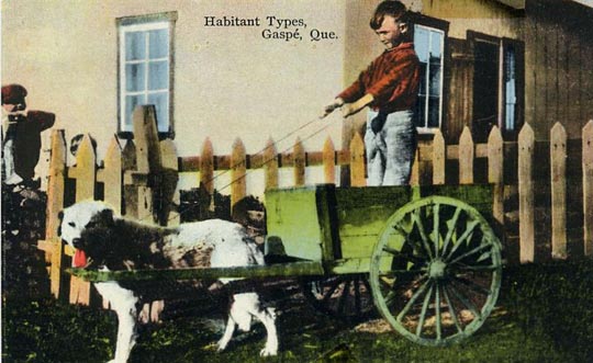 1920 - boy in a dog cart in gaspe,quebec