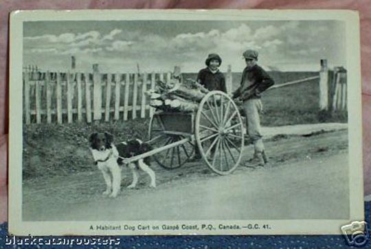 dog cart on gaspe coast,quebec