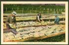 1920's curing_codfish_in_perce,quebec