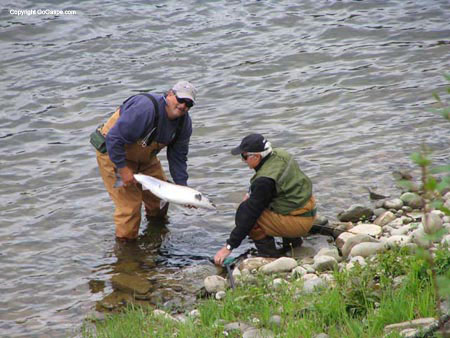 02_releasing salmon