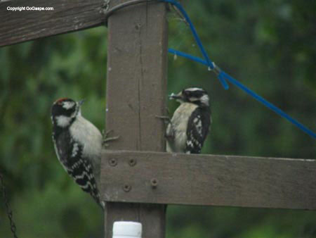 04_woodpeckers