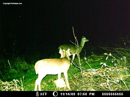 deer cam 023