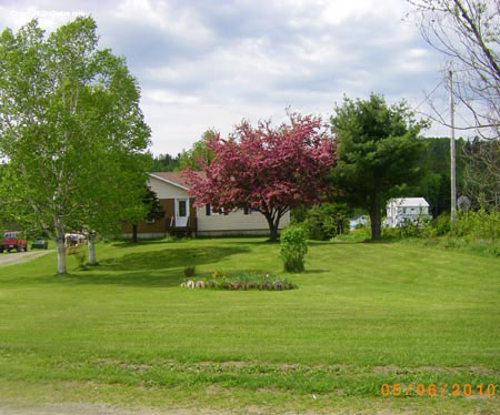 flowering crab apple tree 004