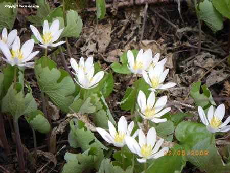 wild flowers