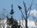 04_bald_eagle2