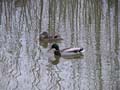 04_mallard_ducks