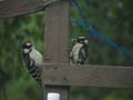 04_woodpeckers