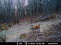 04deer cam fox