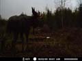 08-bull moose